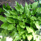 Plum Nutty Hosta Plants online shopping