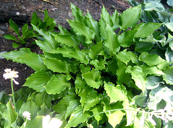 Plum Nutty Hosta Plants online shopping