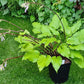 Valley’s Pavlova Hosta Plants online shopping