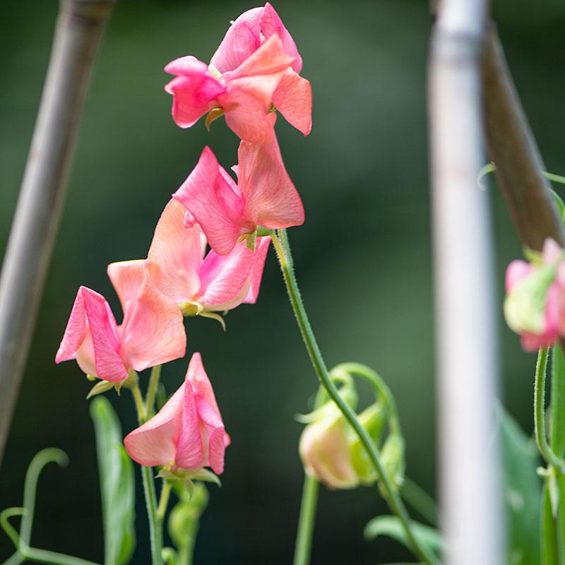 Miss Willmott Heirloom Sweet Pea seeds online shopping