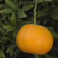 Ellendale Tangor Mandarin Budwood citrus plant material online shopping
