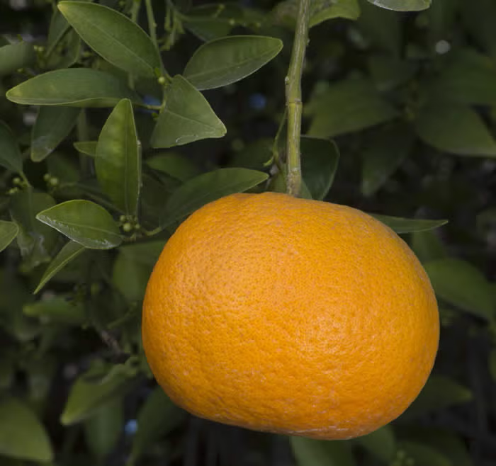 Ellendale Tangor Mandarin Budwood citrus plant material online shopping