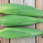Bodacious F1 Corn
