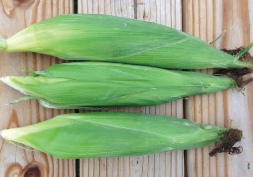 Bodacious F1 Corn