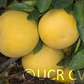 Sarawak Pummelo Budwood citrus plant material online shopping