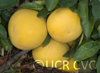 Sarawak Pummelo Budwood citrus plant material online shopping