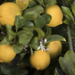 Limoneira 8A Lisbon Lemon Budwood citrus plant material online shopping
