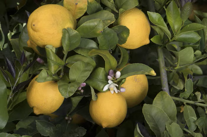 Limoneira 8A Lisbon Lemon Budwood citrus plant material online shopping