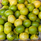 Bearss Lime Budwood citrus plant material online shopping
