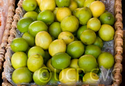 Bearss Lime Budwood citrus plant material online shopping