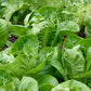 Little Gem Romaine Lettuce