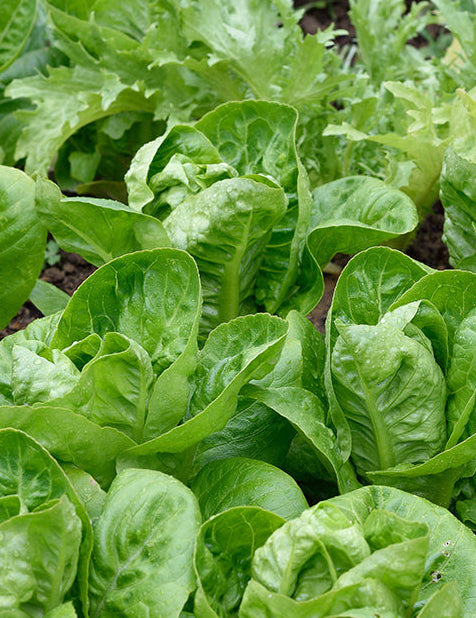 Little Gem Romaine Lettuce Seeds online shopping