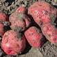 Rode Eersteling Heritage Potato online shopping
