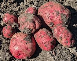 Rode Eersteling Heritage Potato online shopping