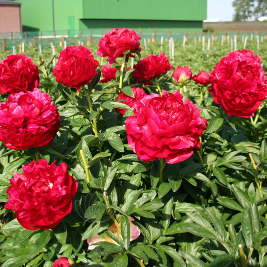 Paeonia Lactiflora Henry Bockstoce