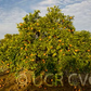 Kara Mandarin Budwood citrus plant material online shopping