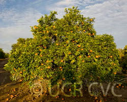 Kara Mandarin Budwood citrus plant material online shopping
