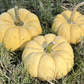 Sunshine F1 Pumpkin Seeds online shopping