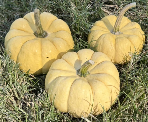 Sunshine F1 Pumpkin Seeds online shopping