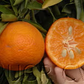 Sidi Aissa Clementine Budwood citrus plant material online shopping