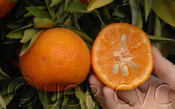 Sidi Aissa Clementine Budwood citrus plant material online shopping