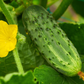 Mercury F1 Cucumber