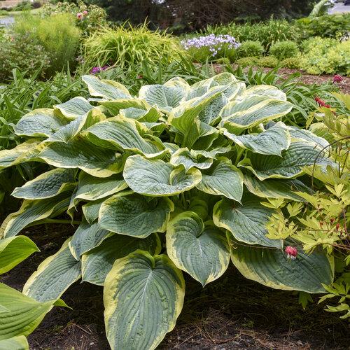 Gigantosaurus Hosta Plants online shopping