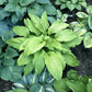 Scituate Sunrise Hosta Plants online shopping