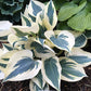 Great Escape Hosta Plants online shopping