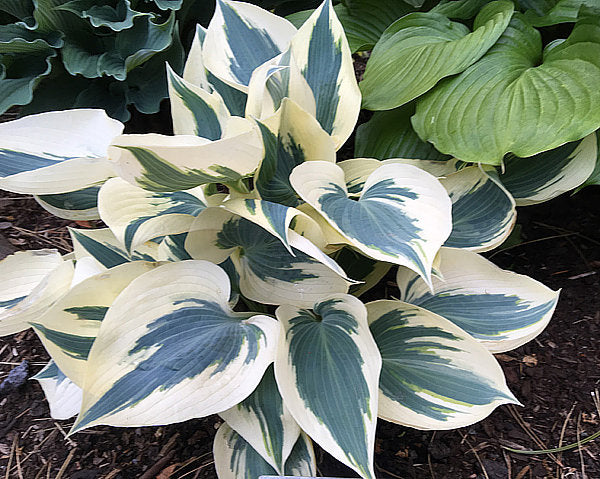 Great Escape Hosta Plants online shopping