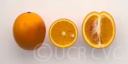 Doblafina Blood Orange Budwood citrus plant material online shopping