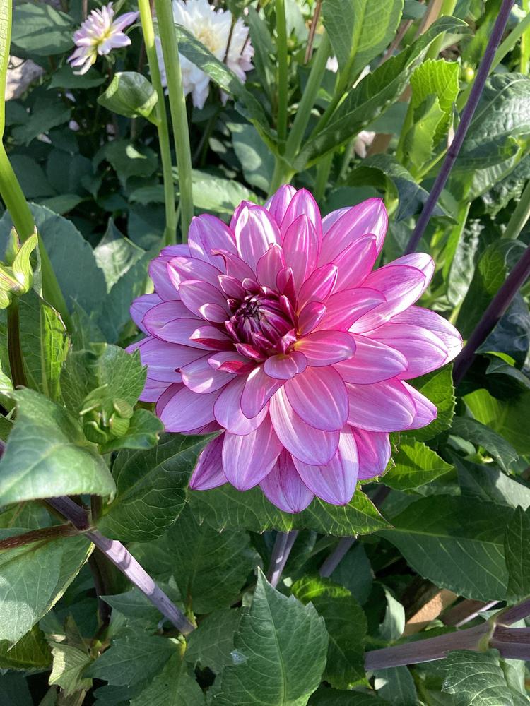 Lauren Michele Dahlia