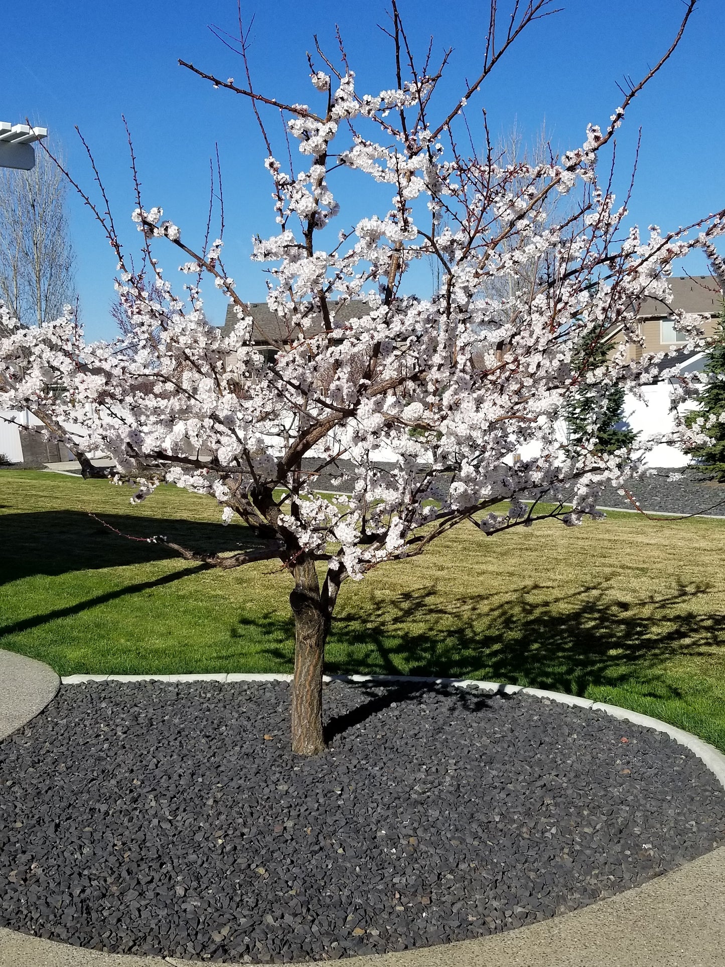 Sugar Pearls Apricot