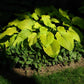Great Lakes Gold Hosta Plants online shopping