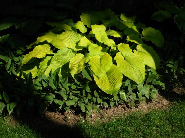 Great Lakes Gold Hosta Plants online shopping