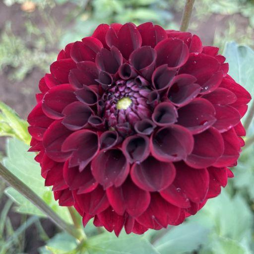 Spooktacular Dahlia
