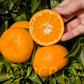 Avana Apireno Mandarin Budwood citrus plant material online shopping