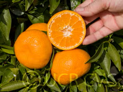 Avana Apireno Mandarin Budwood citrus plant material online shopping