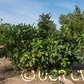 Sarawak Pummelo Budwood citrus plant material online shopping