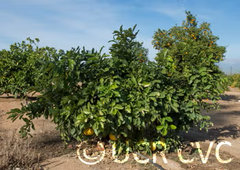 Sarawak Pummelo Budwood citrus plant material online shopping