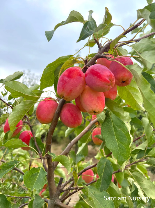 Centennial Crabapple
