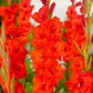 Dador de Pan Gladiolus Corms