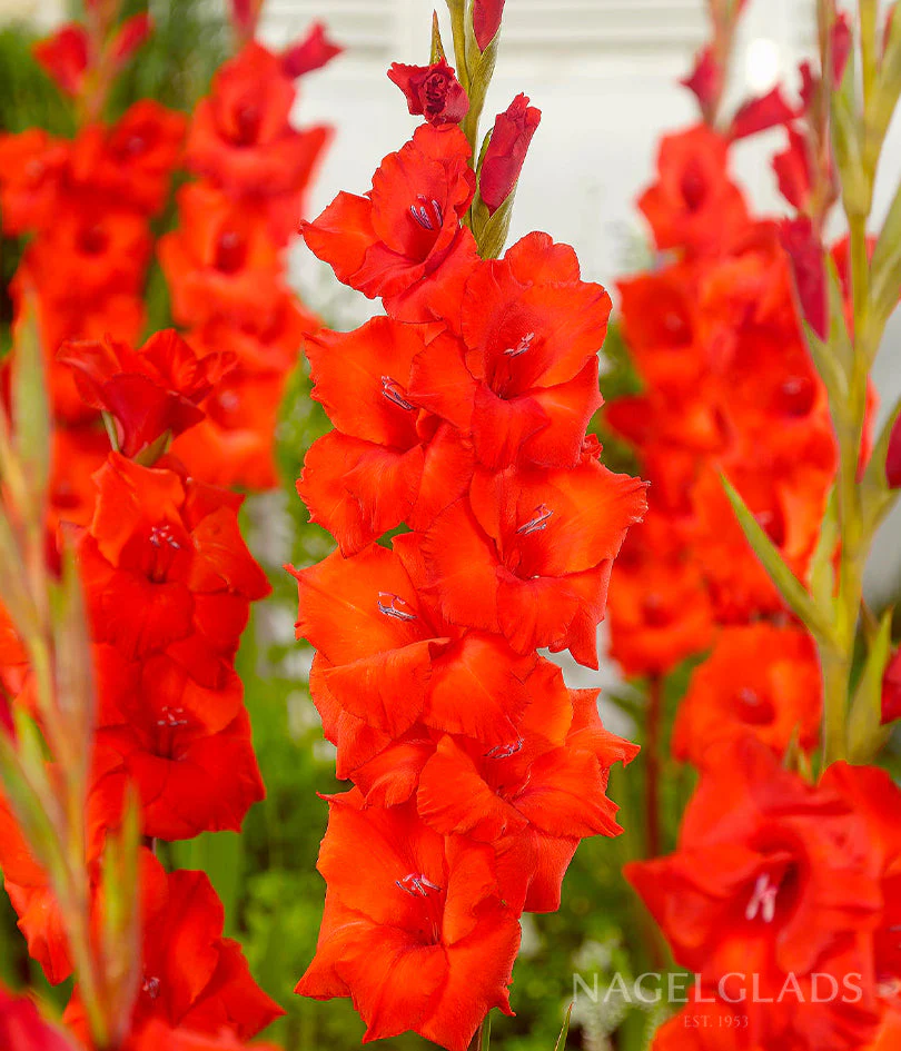 Dador de Pan Gladiolus Corms
