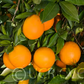 Palmer Navel Orange Budwood citrus plant material online shopping