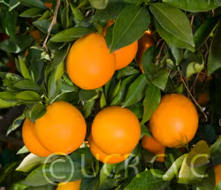 Palmer Navel Orange Budwood citrus plant material online shopping
