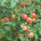 Chestnut Crab Apple