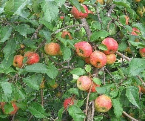 Chestnut Crab Apple