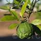Benton Citrange Trifoliate Hybrid Budwood citrus plant material online shopping