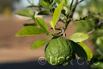 Benton Citrange Trifoliate Hybrid Budwood citrus plant material online shopping