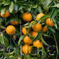 Honey Mandarin Budwood citrus plant material online shopping